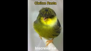 This is the Avatar Image for the Cleiton Rasta AI Voice and Text to Speech Generator